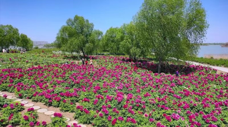 1711099445641452.jpg 第六届济宁太白湖牡丹节盛大开幕(图2)